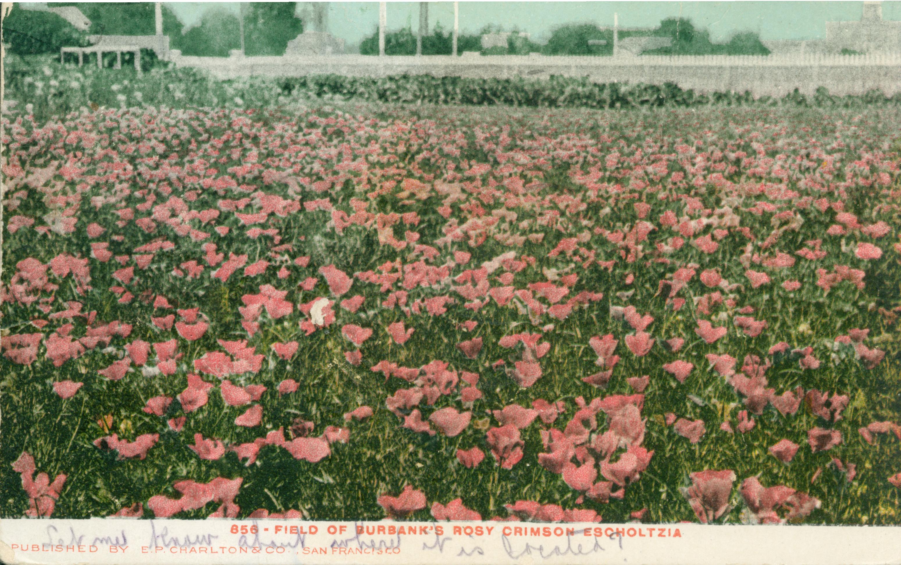 Shows a field of red flowers